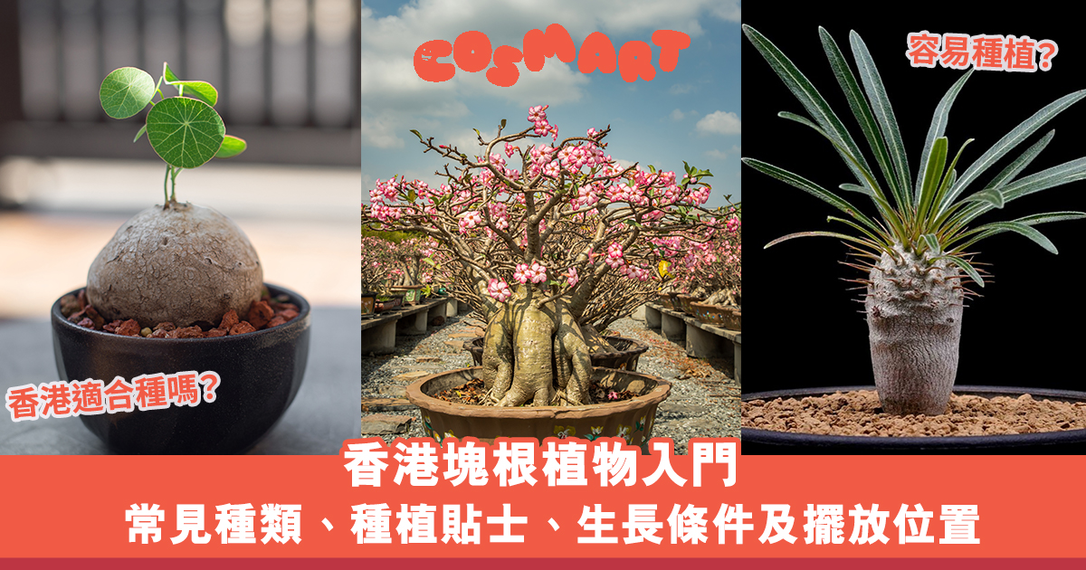 香港塊根植物入門 象牙宮 象足漆等常見種類 種植貼士 生長條件及擺放位置推介 Cosmart Hk